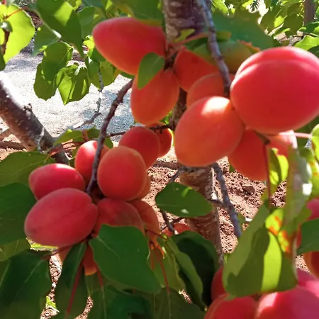 Antica Residenza Estiva Apartment *